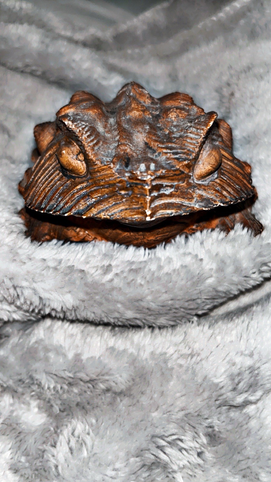 Japanese Vintage Cryptomeria/Sugi wood carved toad