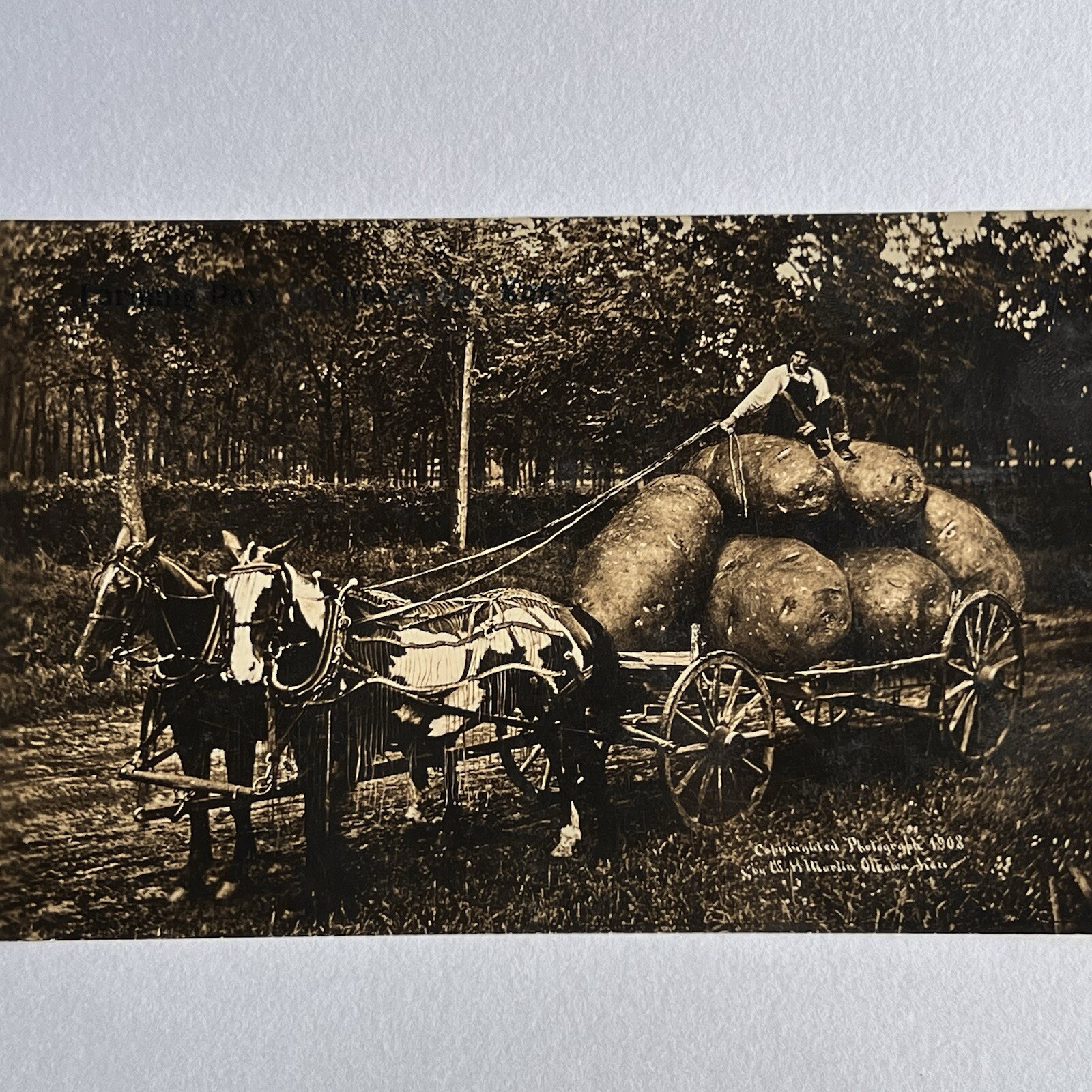 Antique RPPC Real Exaggerated Photograph Postcard Giant Potato Ottawa County KS