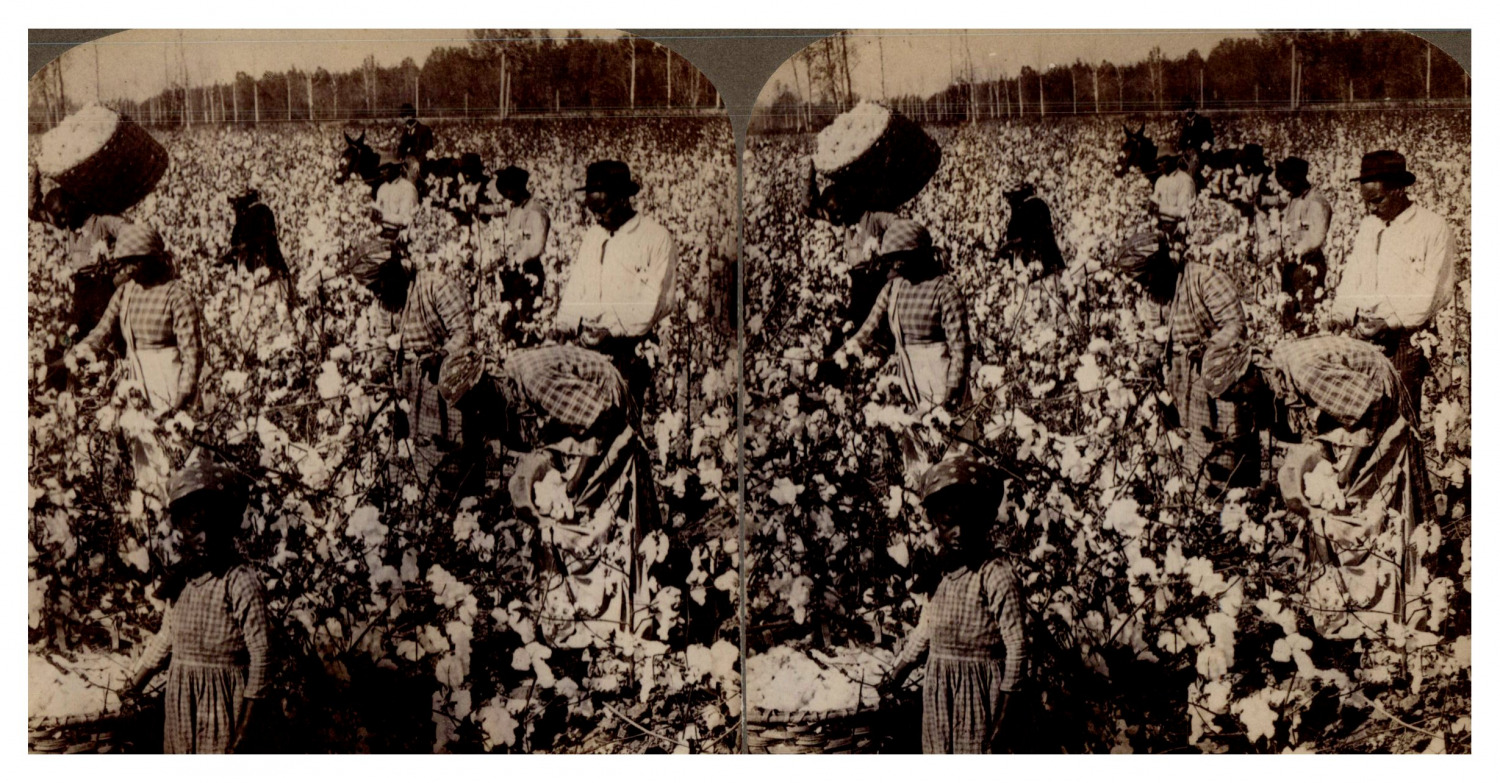 USA, Georgia, Cotton Plantation and Its Workers, ca.1900, Stereo Vintage