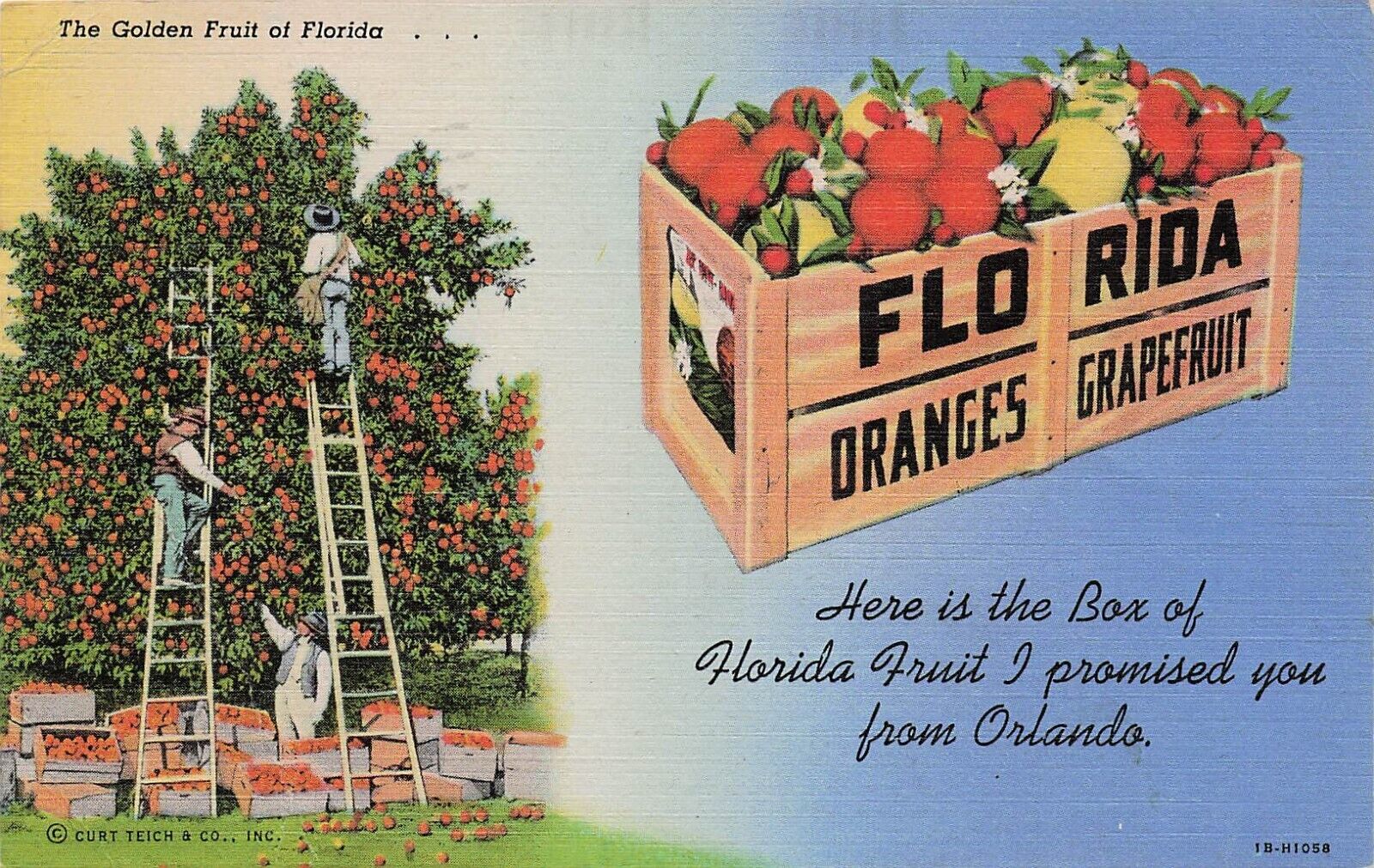 Orlando FL Florida Orange Citrus Grove Titusville Cancel 1946 Vtg Postcard D65