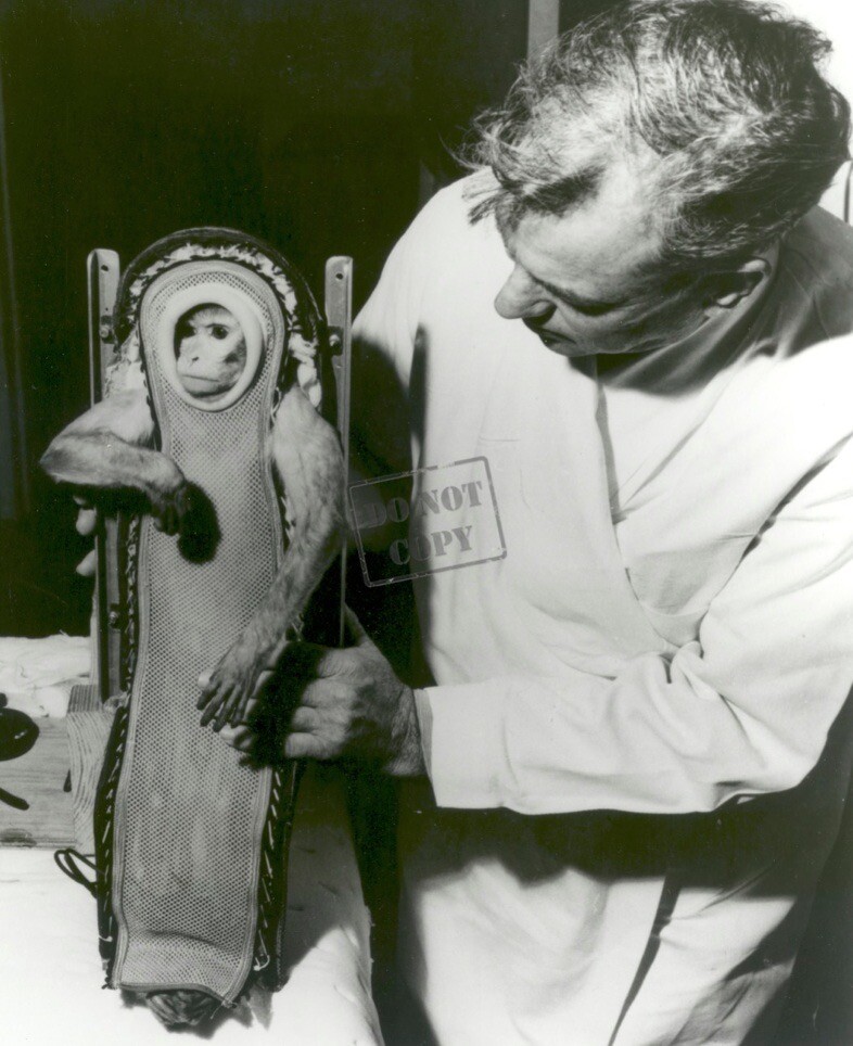 Sam the Monkey After His Ride in the Little Joe 2 Spacecraft Mercury Program
