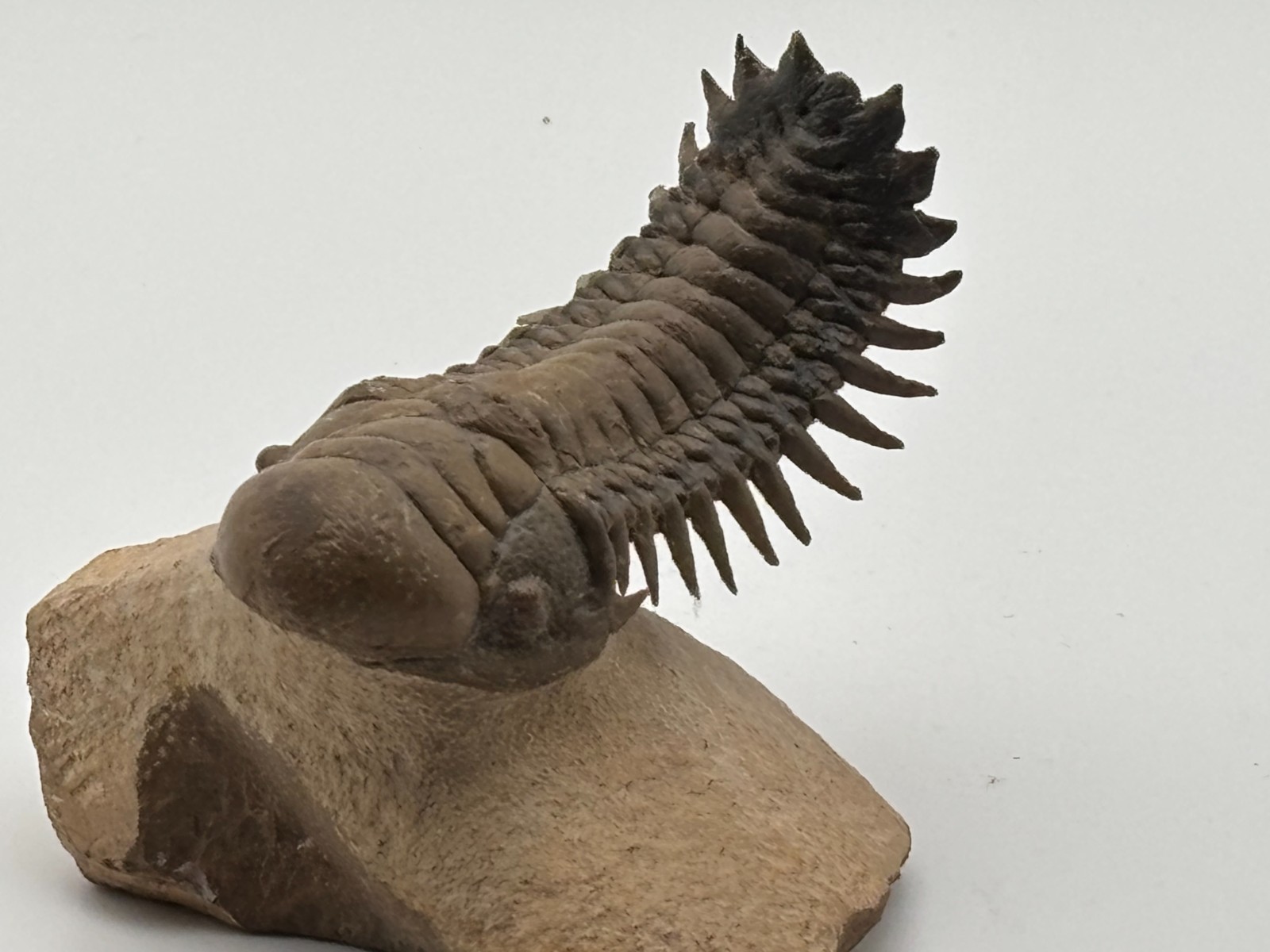 Fabulous Flying Crotalocephalus Trilobite Fossil Paleozoic Era Morocco