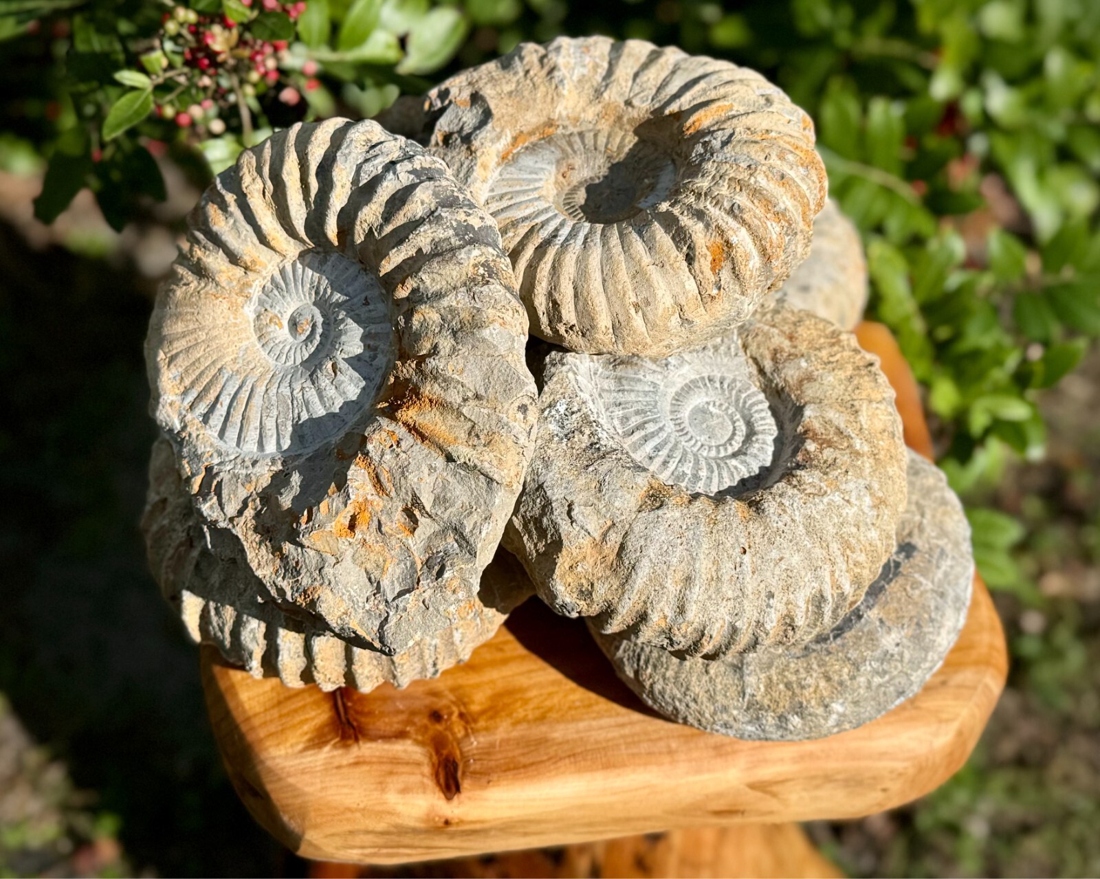 LARGE Natural Ammonite Fossils From Morocco, 3 - 4