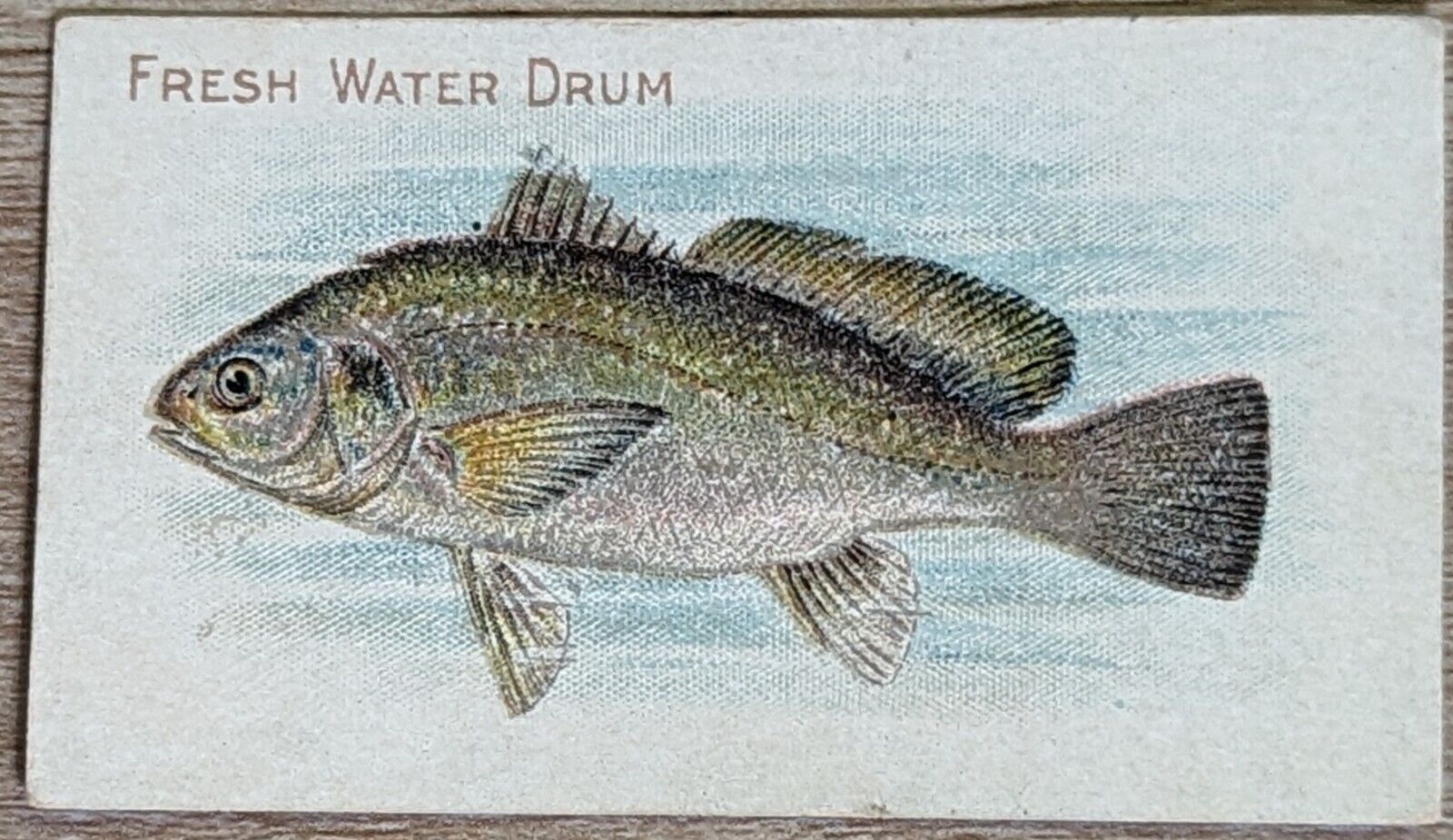 1910 T58 American Tobacco Fish Series Fresh Water Drum
