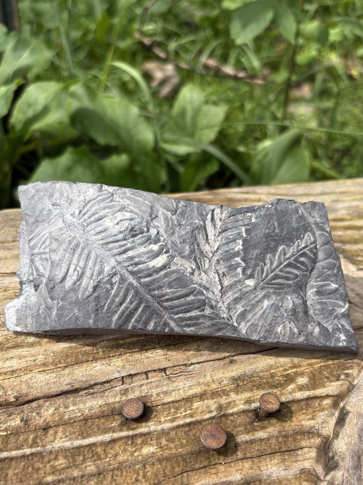 Large Fern Fossil Specimen- Natural 4.4” Fern Leaves Fossil Shale Impressions