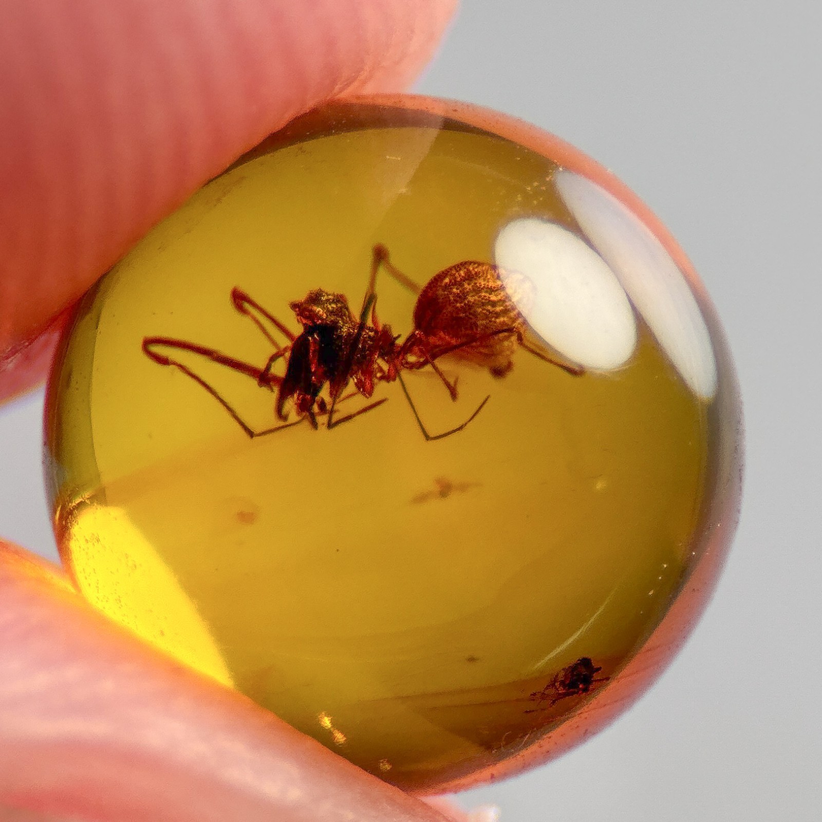 ASSASSIN SPIDER SPHERE 7.5mm bead Burmese / Burmite amber fossil bead