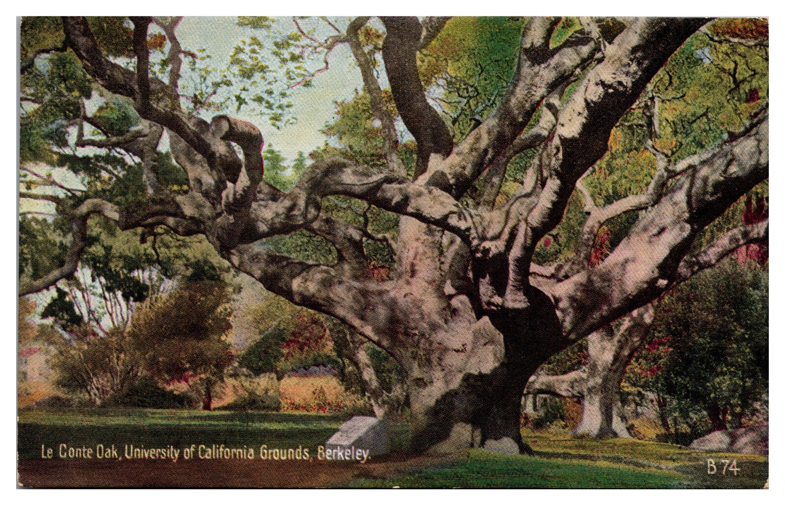 ANTQ La Conte Oak, Campus, University of California, Berkeley, CA