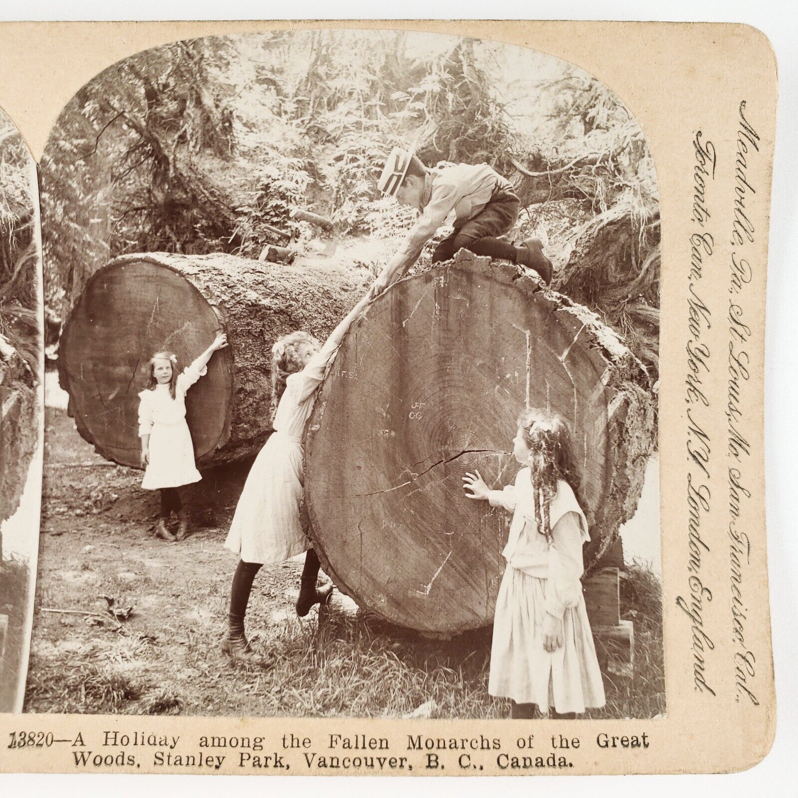 Stanley Park Fallen Trees Stereoview c1903 Vancouver BC Canada Children B2170