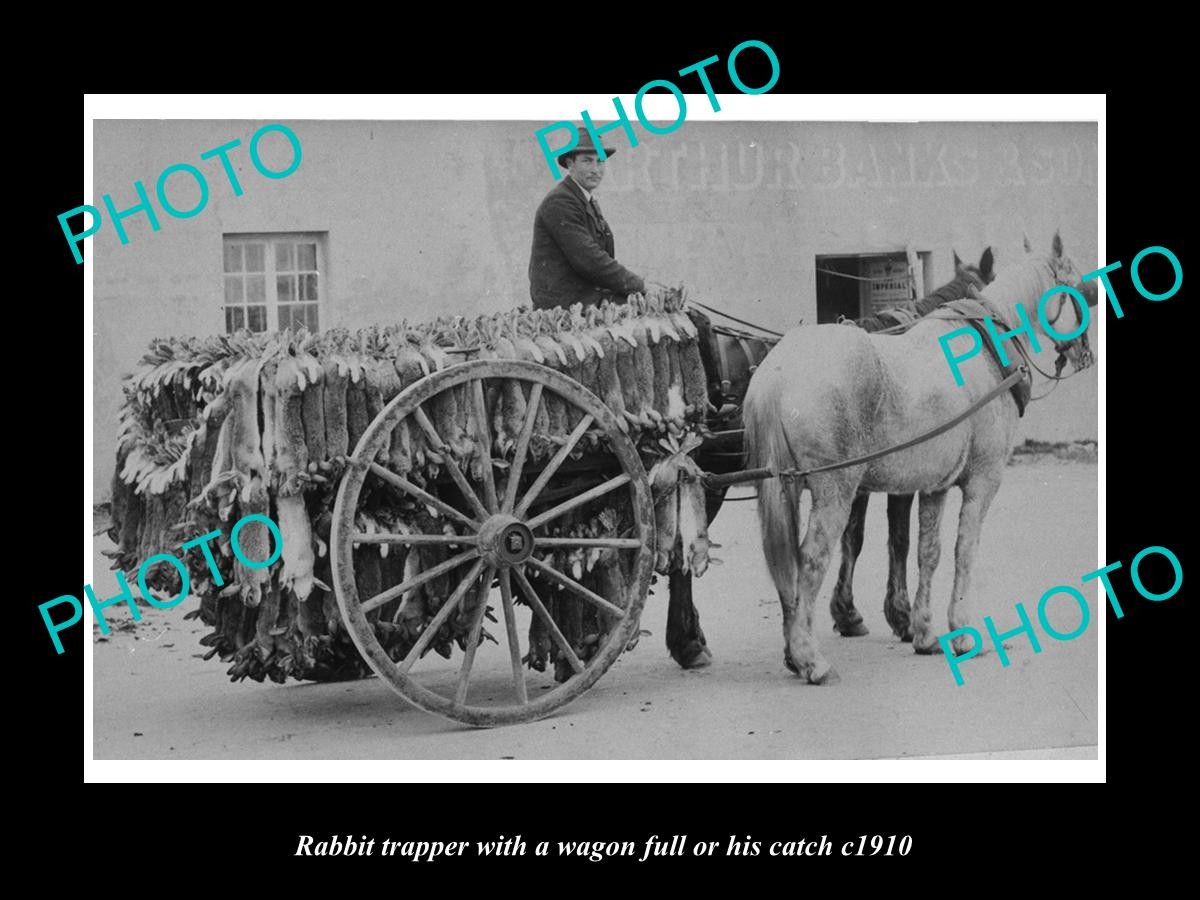 Australian Rabbit Trapper With Full Wagon c1910 Large Historic Old Photo Australian Rabbit Trapper With Full Wagon c1910 Large Historic Old Photo