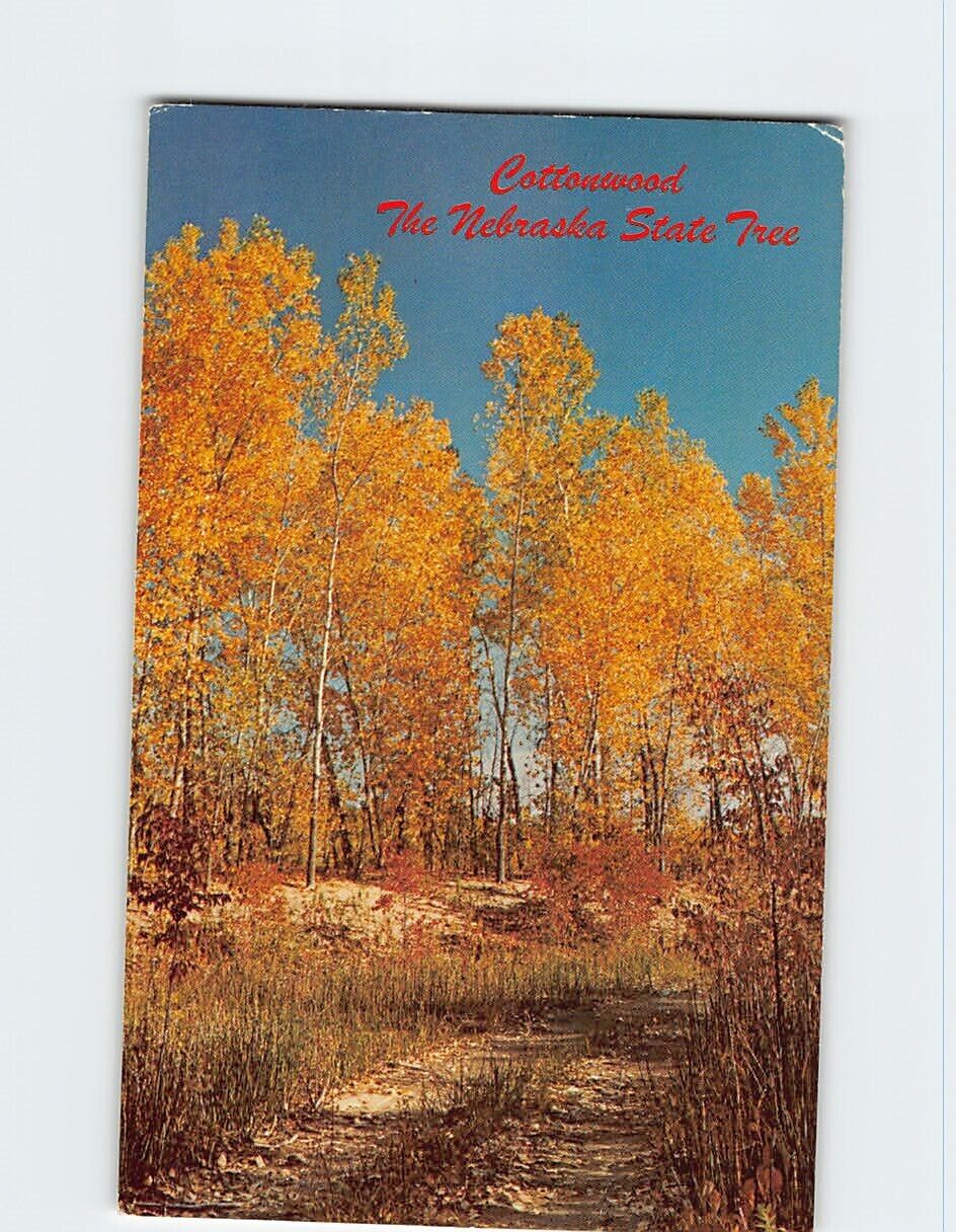 Postcard Cottonwood The Nebraska State Tree USA North America