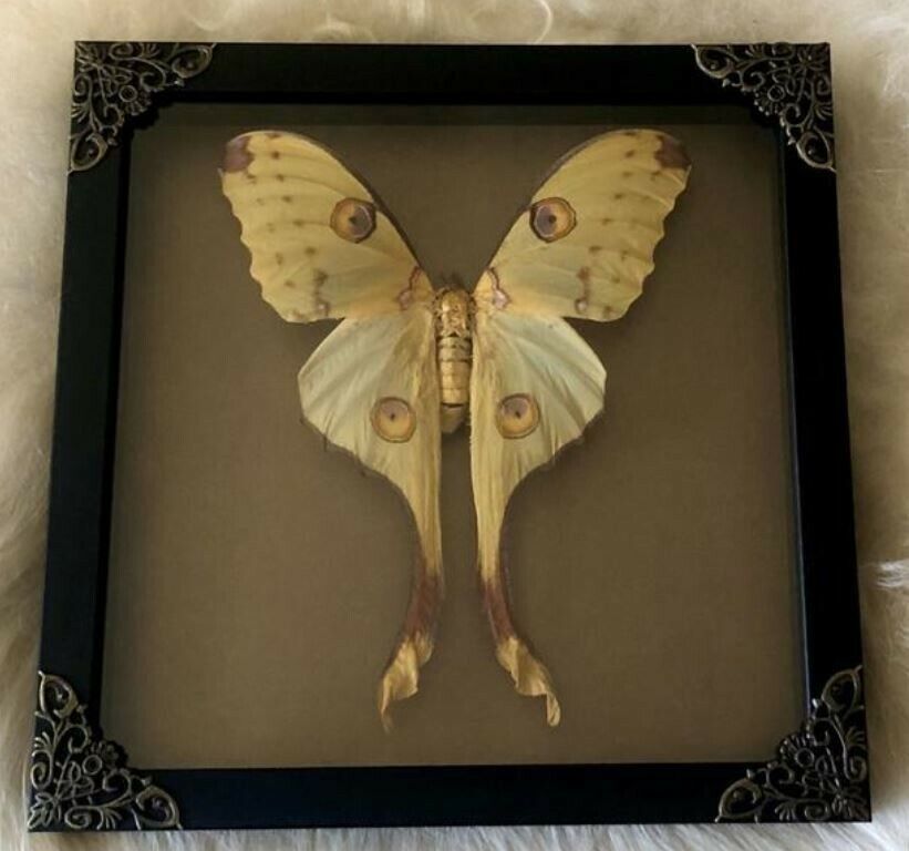 Comet Moth in Unique Shadowbox Frame for Holiday or Birthday gift Wall Art