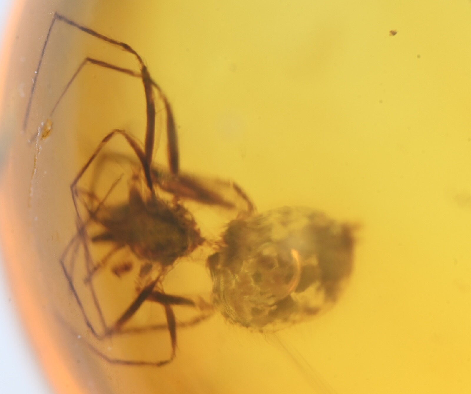 CHOOSE YOUR INSECT - Genuine Burmese Amber Fossil - Price per piece