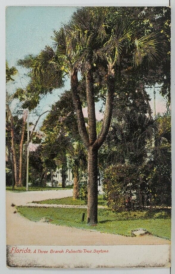 Florida A Three Branch Palmetto Tree Daytona Glitter Decor c1906 Postcard O11
