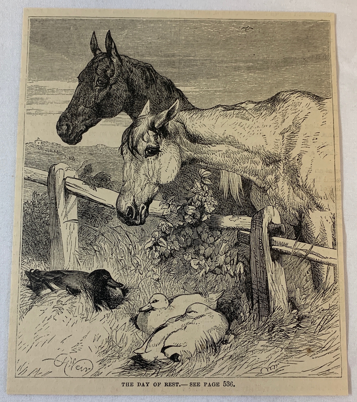 1879 magazine engraving ~ HORSES AND DUCKS