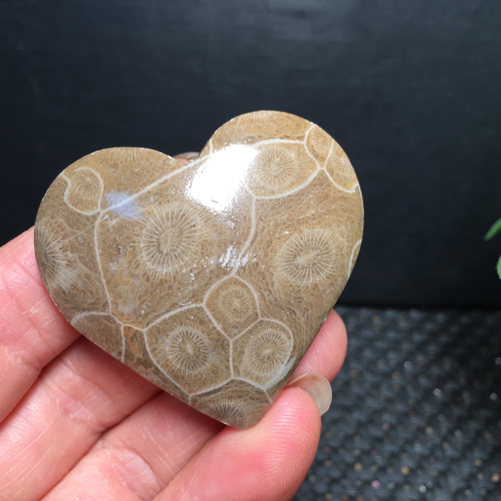 31g Natural polished petoskey stone crystal Heart Specimens fb1786