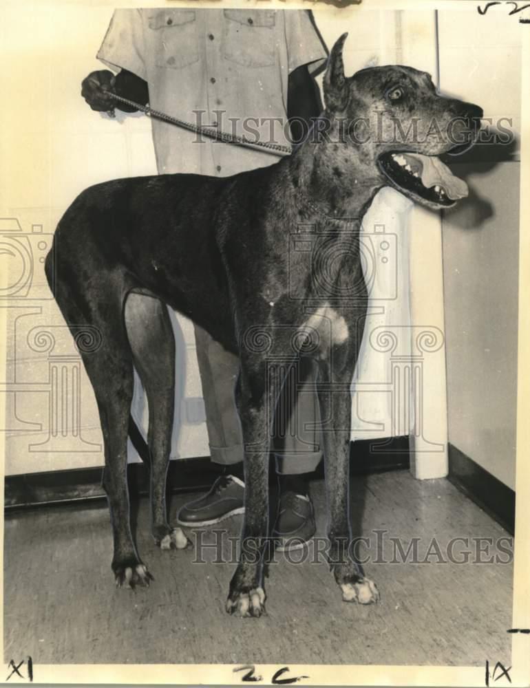 1973 Press Photo Tanya, the Great Dane at SPCA Shelter for Adoption - noo75844