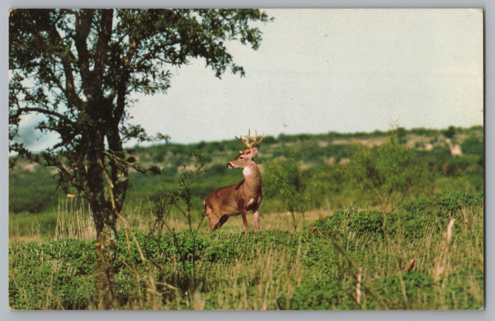 Postcard One Lonely Buck, White-tailed Deer Texas