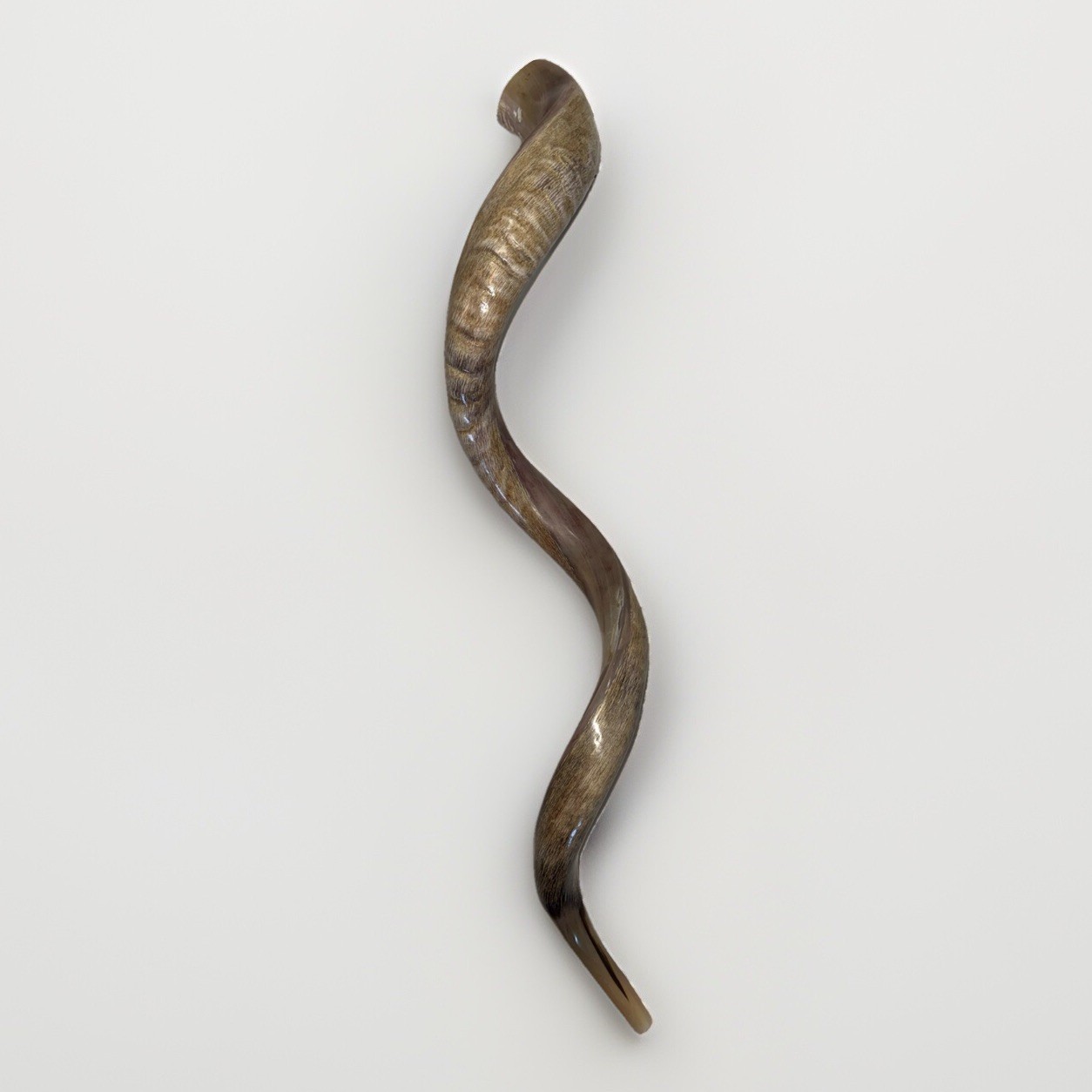 Shofar Yemenite Kudu Horn XXXL 50”-55” New Kosher Half Polish  USA