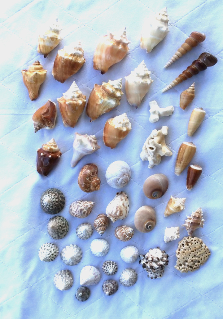 Seashells Variety sizes Conch Tulip Spindle Cone Shells Sponge White Coral (B)