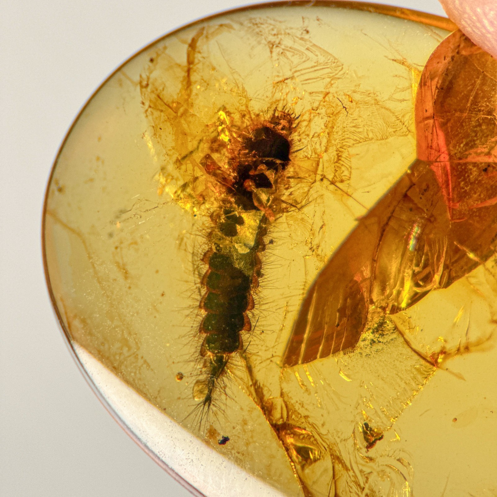 UNKNOWN LARVAE in Burmese / Burmite amber fossil / 100% genuine amber 
