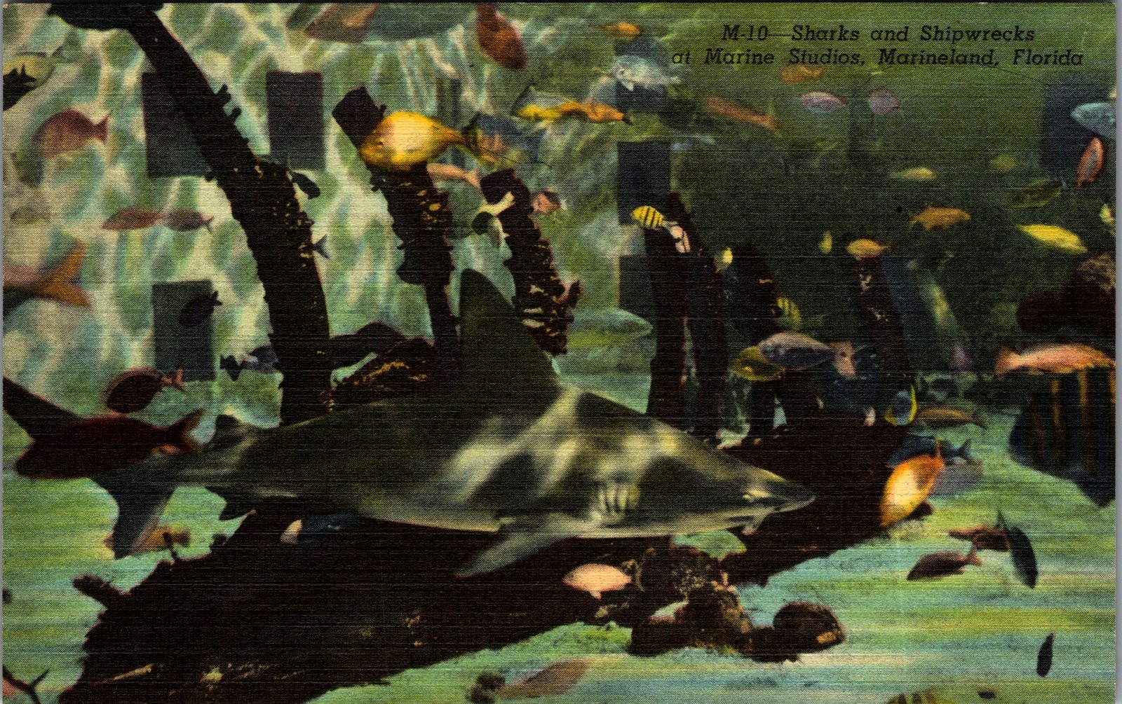 1946 Marine Studios Marineland Florida Sharks Shipwrecks Linen Postcard