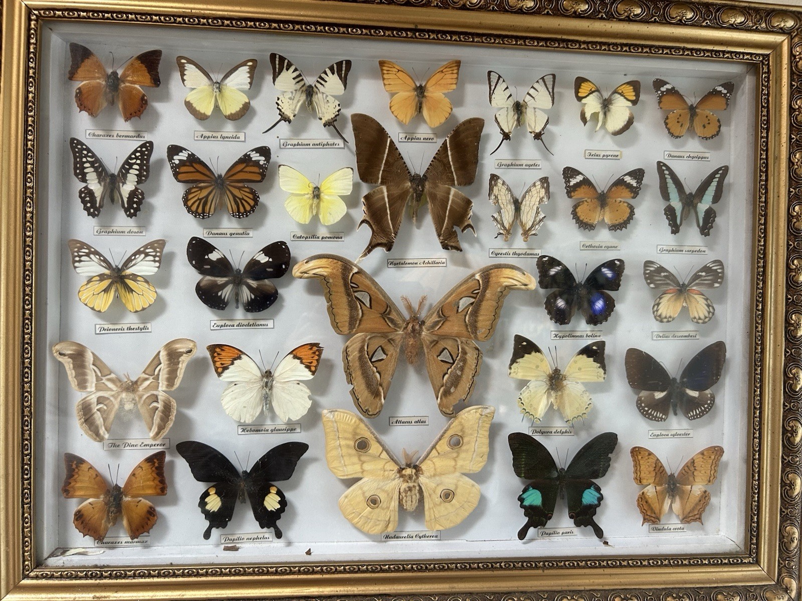 Amazing Butterfly And Moth 30 Specimen Collection Nature’s Work Of Beauty As Is