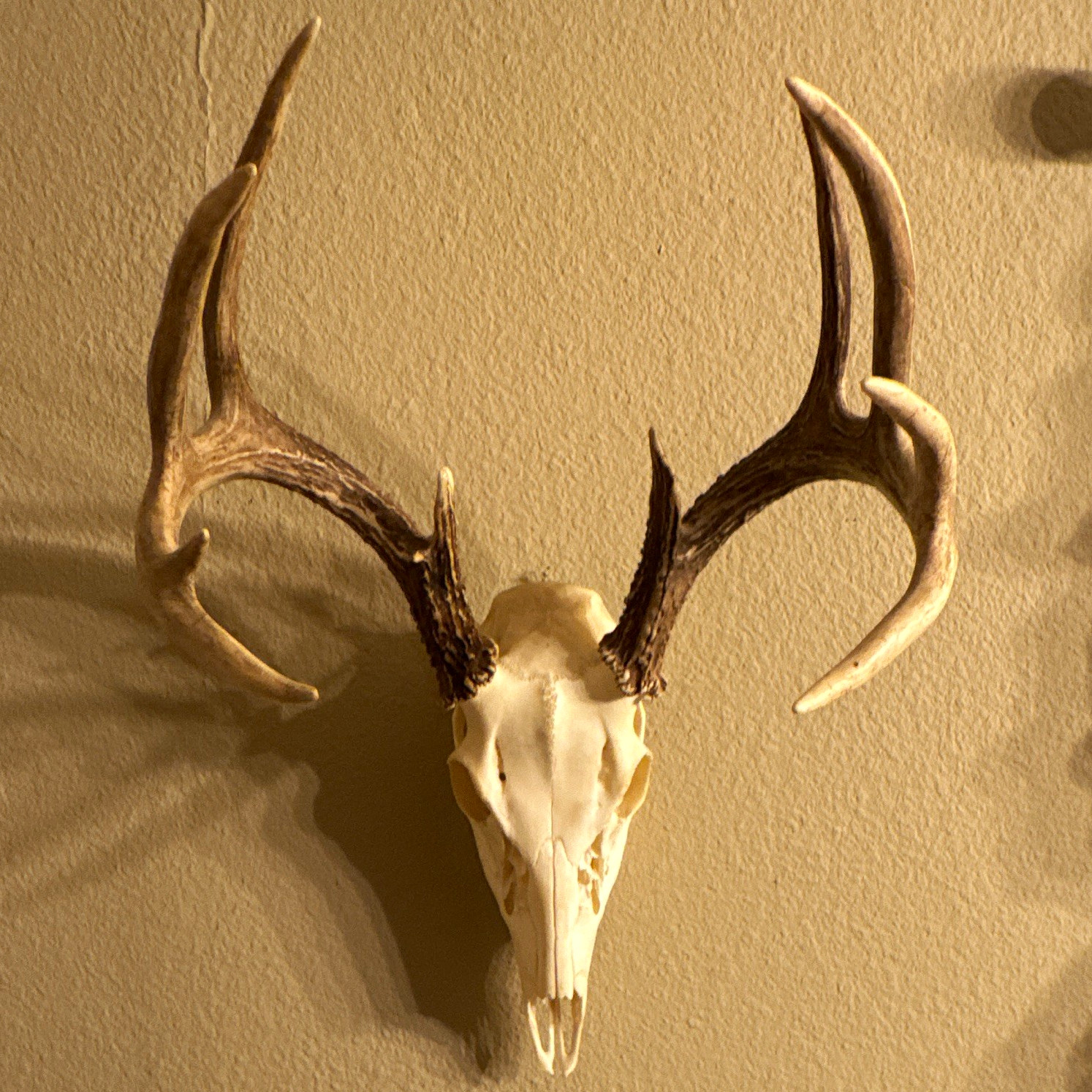 European white tail Deer mount 10 point Skull