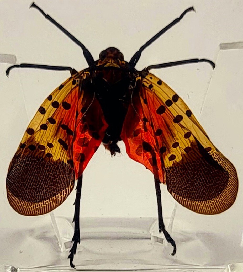 38mm Real Spotted Lanternfly in Clear Lucite Resin Insects Science Education