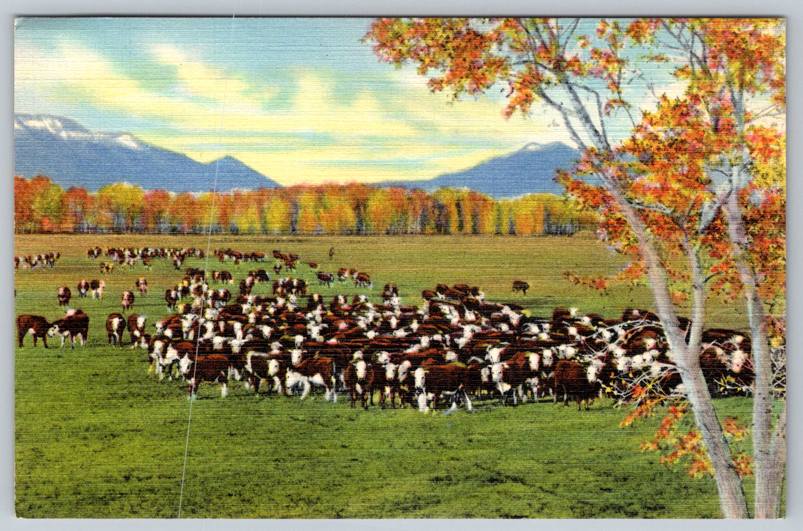 c1940s Cattle on the Range Southwest Albuquerque NM Postcard