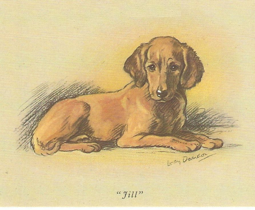 Irish Setter Puppy - CUSTOM MATTED 5 x 7 - Dog Art Print - Lucy Dawson