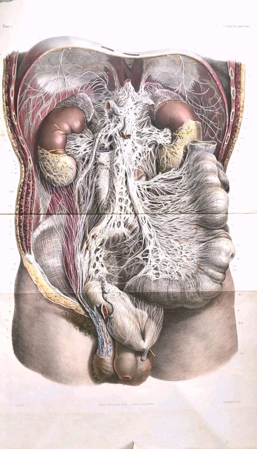 Rare 19th C Large Plate Engraving Traité complet de l'anatomie de l'homme 1836