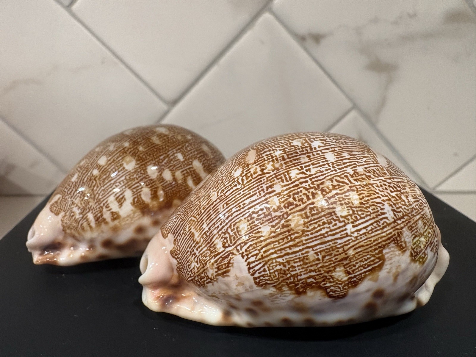 Ancient Map Cowrie Seashell Brown Cypraea Mappa (2 shells)