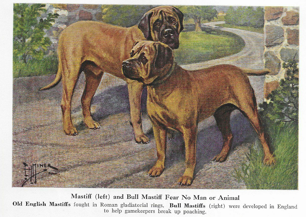 Mastiff | Bull Mastiff - CUSTOM MATTED - 1941 Vintage Color Dog Art Print