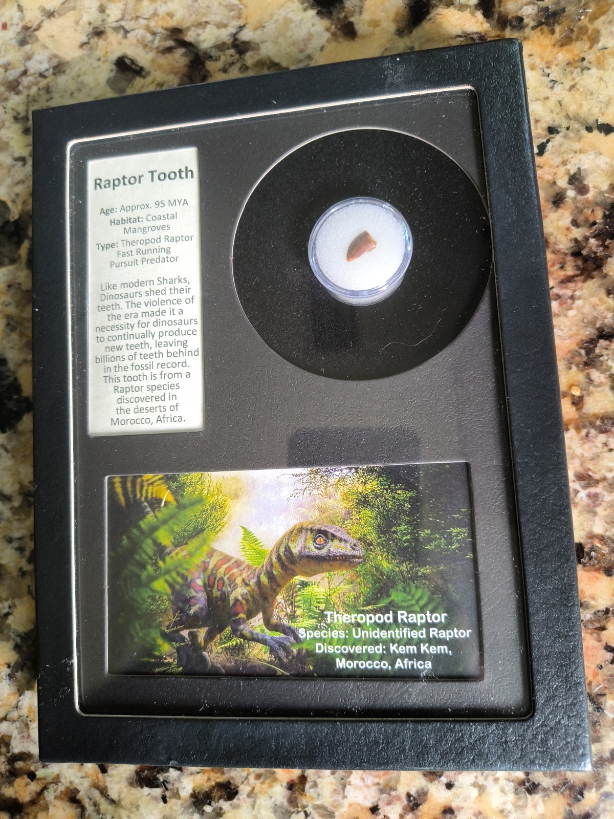 Authentic Raptor Tooth Fossil in Collector’s Display Box Dinosaur Authentic Raptor Tooth Fossil in Collector’s Display Box Dinosaur