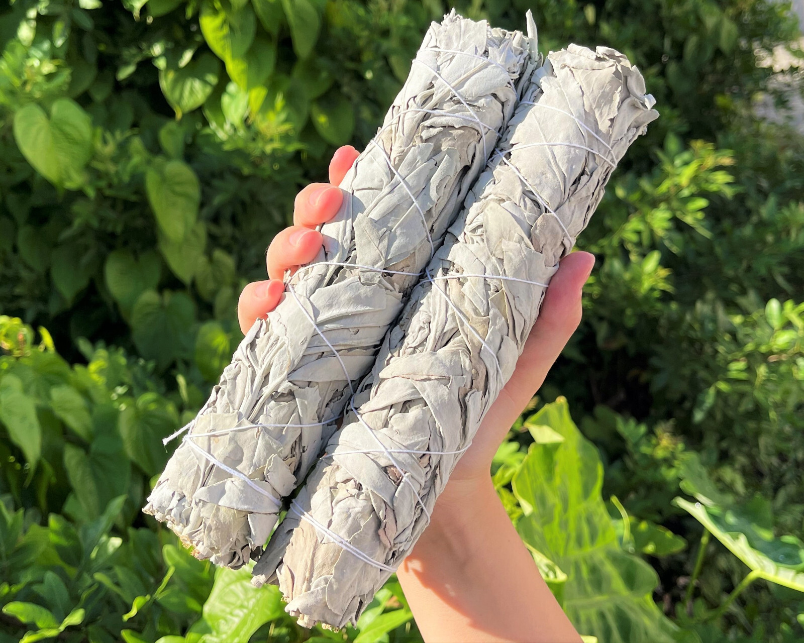 2 Large White Sage Smudge Sticks 8-9\