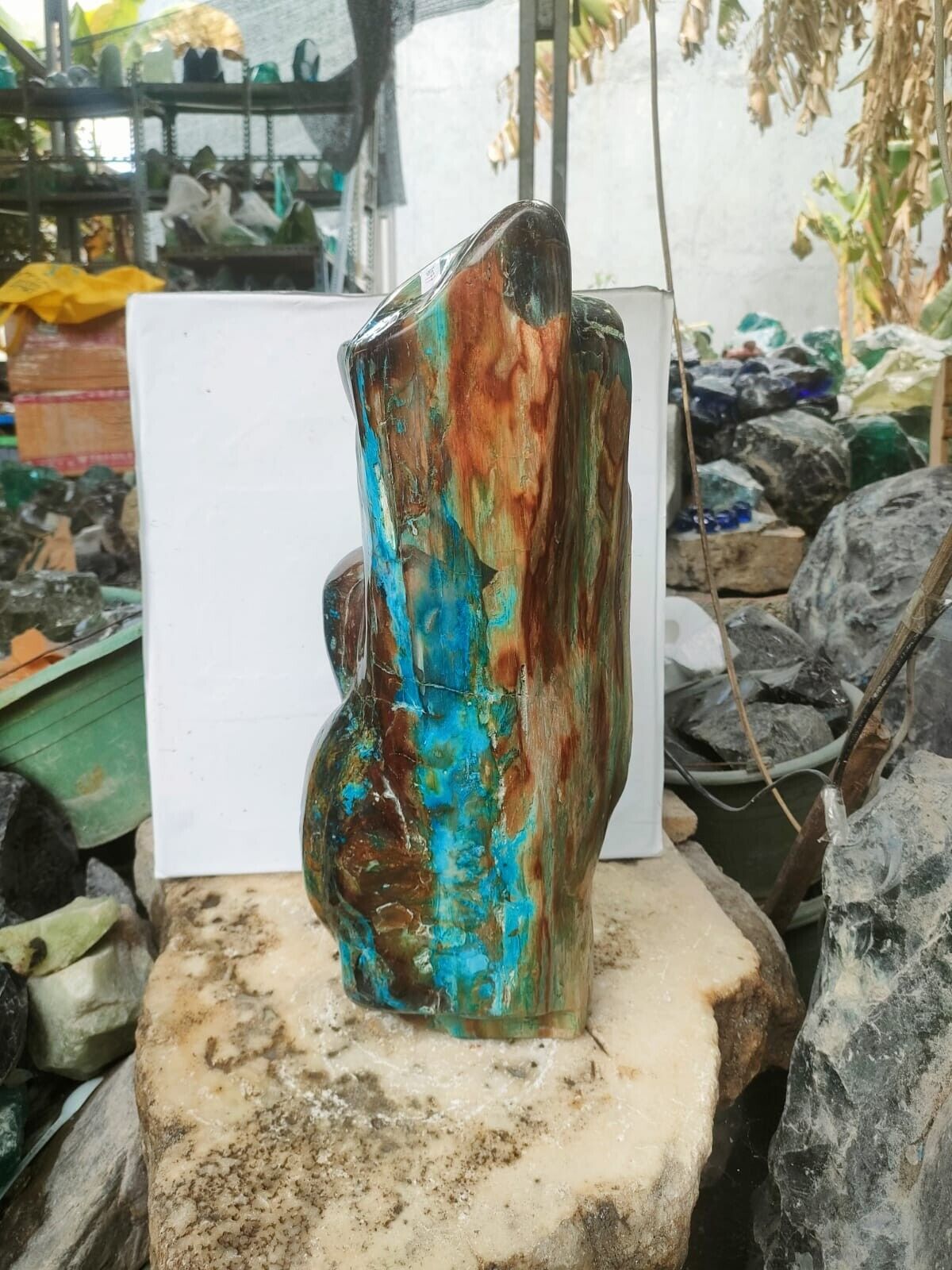 Rare green blue petrified wood beautiful natural polished 21kg B077 18x6 inch