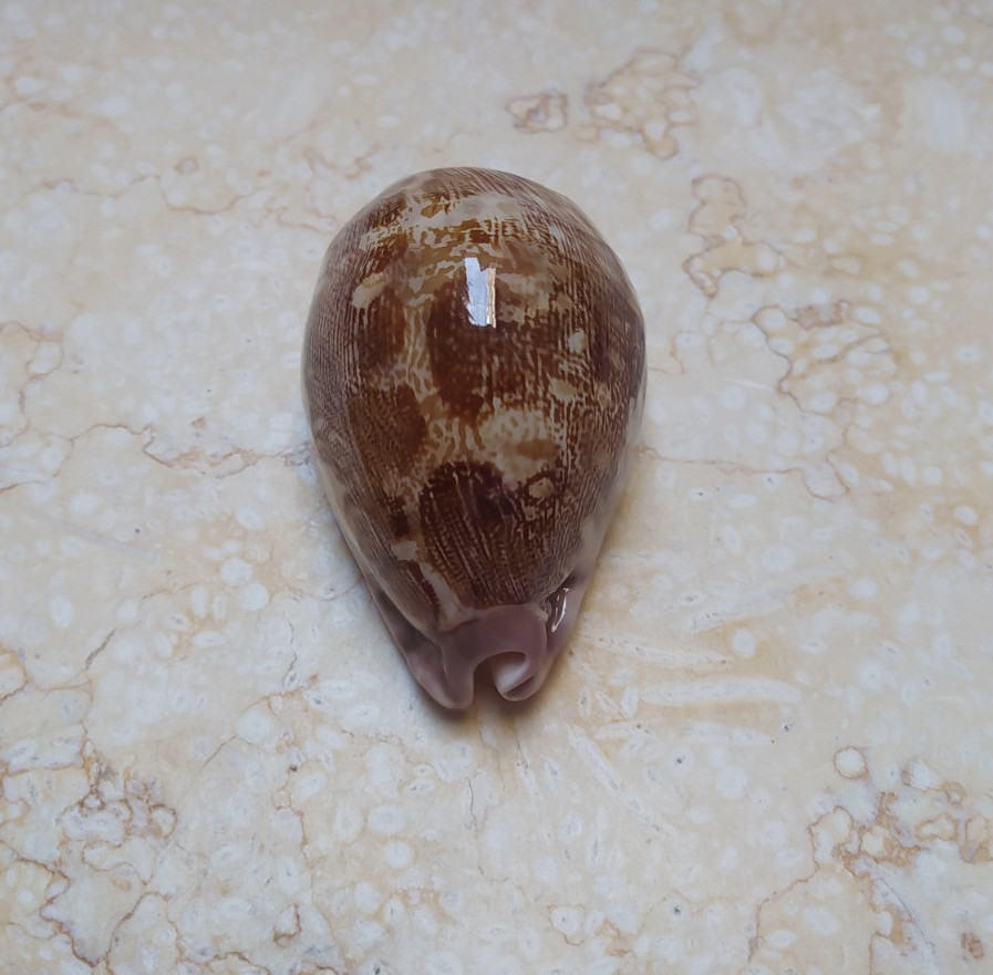 F Cypraea rosea mappa WOW F++++ singularis great pattern 72.1 mm natural glossy F Cypraea rosea mappa WOW F++++ singularis great pattern 72.1 mm natural glossy