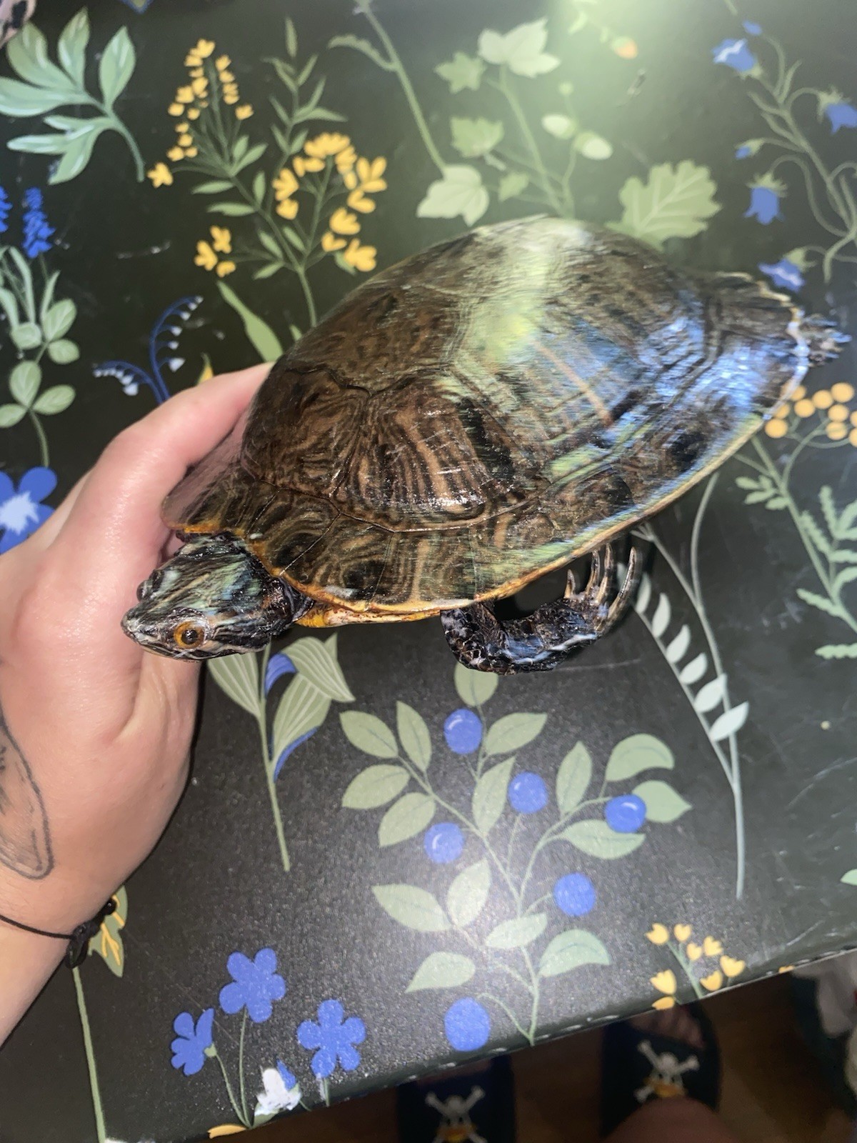 Vintage Taxidermy Reptile
