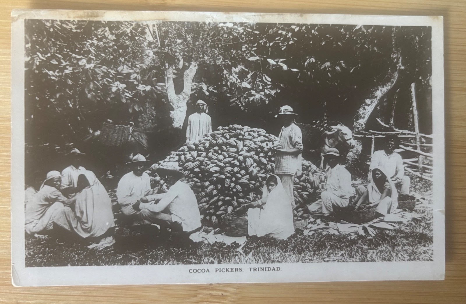 Antique Postcard Cocoa Pickers Trinidad Smith Bros Port of Spain