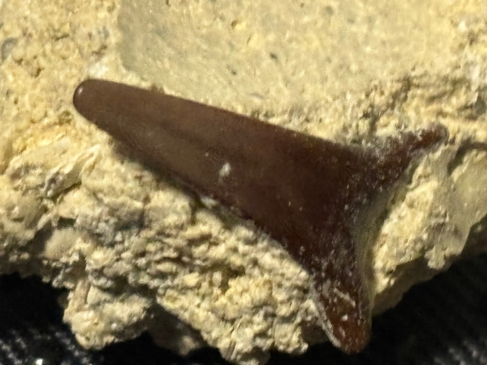 Authentic Extinct Giant Mako Shark Tooth (Cosmopolitodus hastalis)