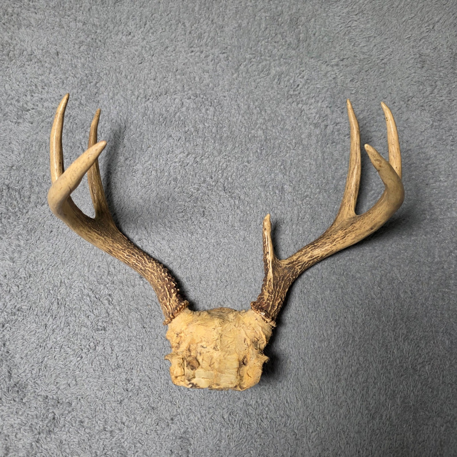 Whitetail Deer 8 Point Antlers Skull Plate Mount Rack Rustic Cabin Decor 13in W