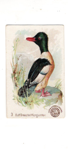 1898 (J2) #3 Buff Breasted Mergante, Arm & Hammer New Series Beautif, Large Size
