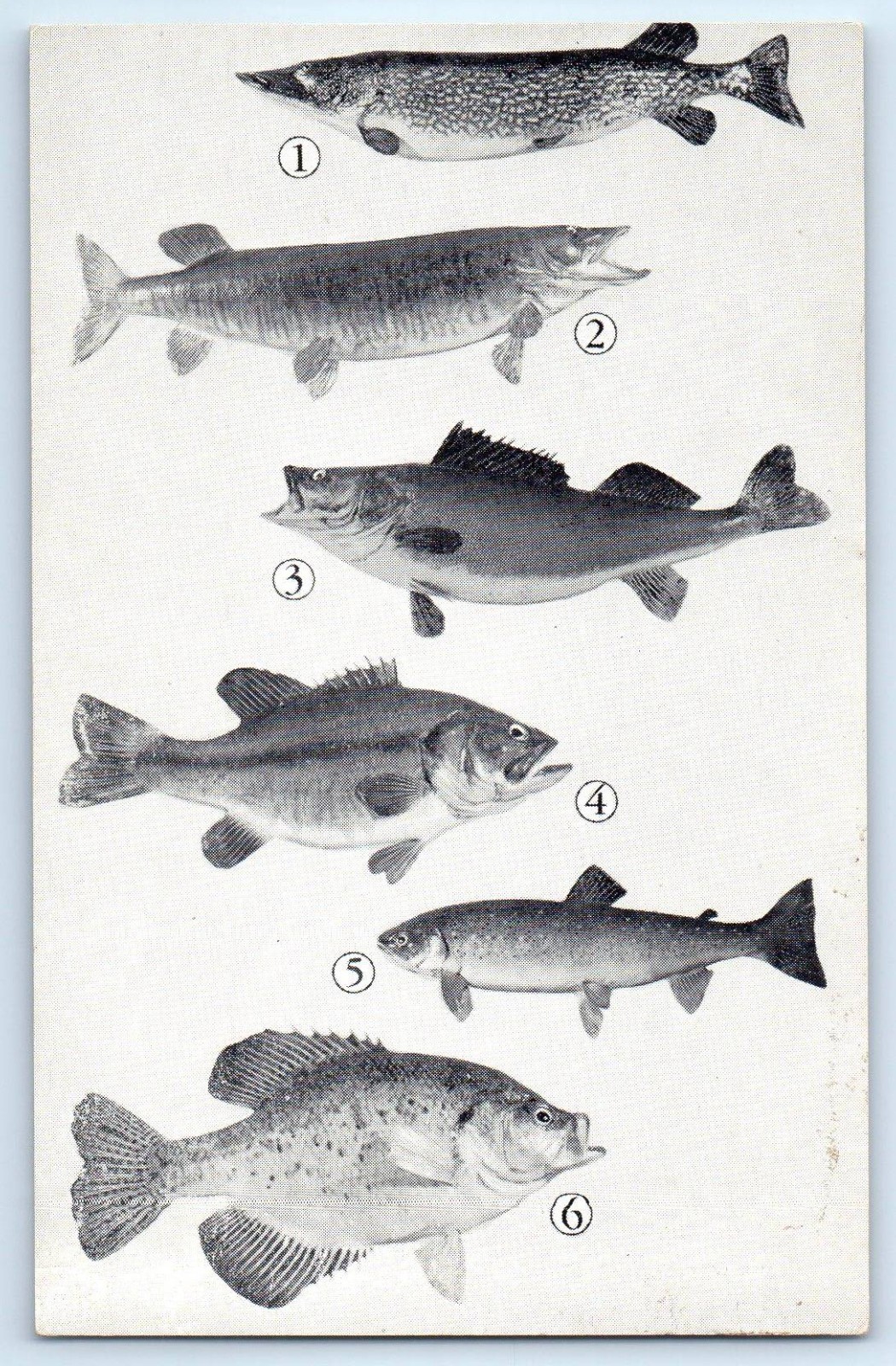 c1930\'s Fishing Today\'s Catch Fishes Unposted Vintage Postcard