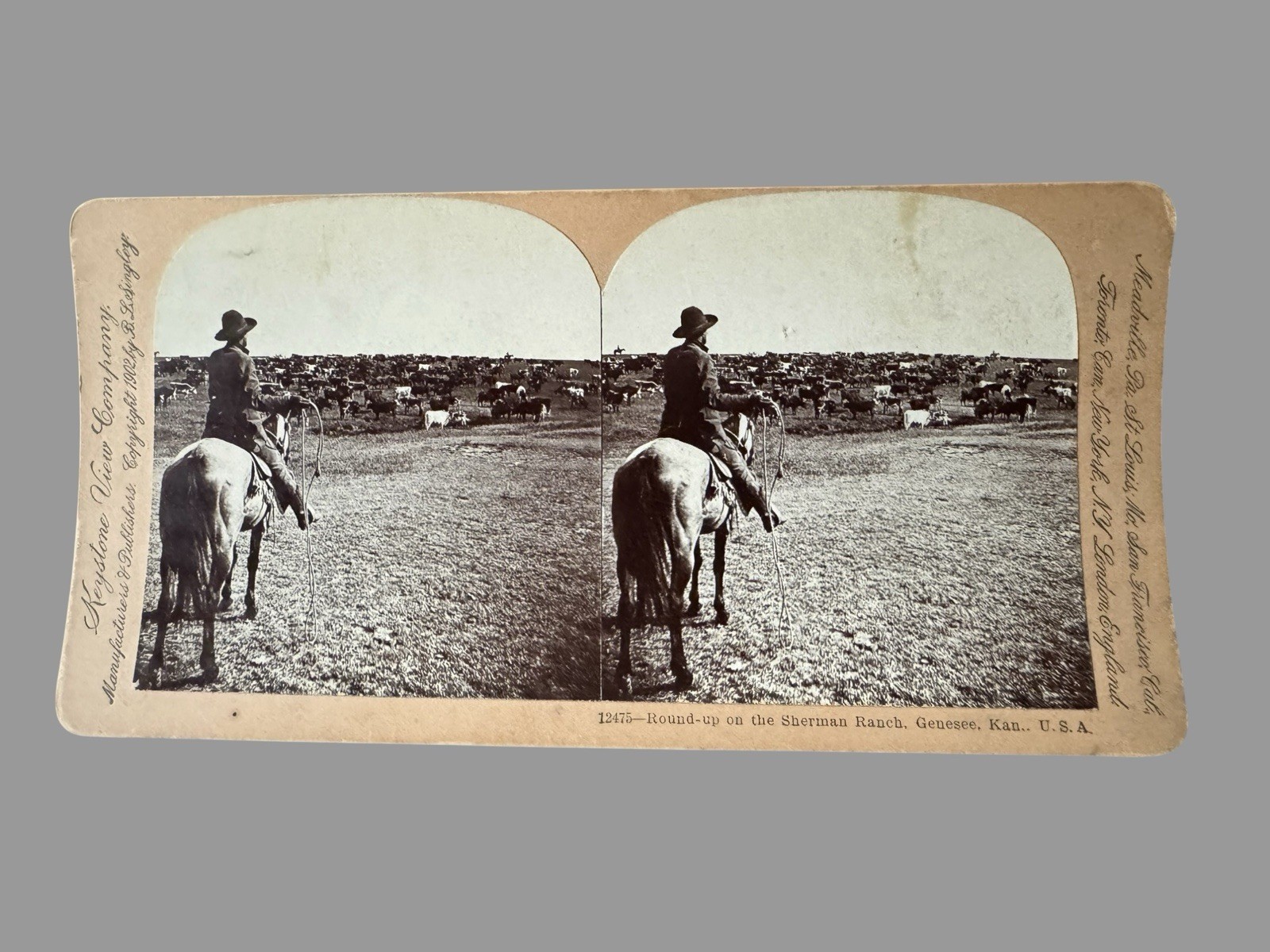 1902 Keystone Stereoview Cowboy Round-Up Sherman Ranch Genesee Kansas Cattle