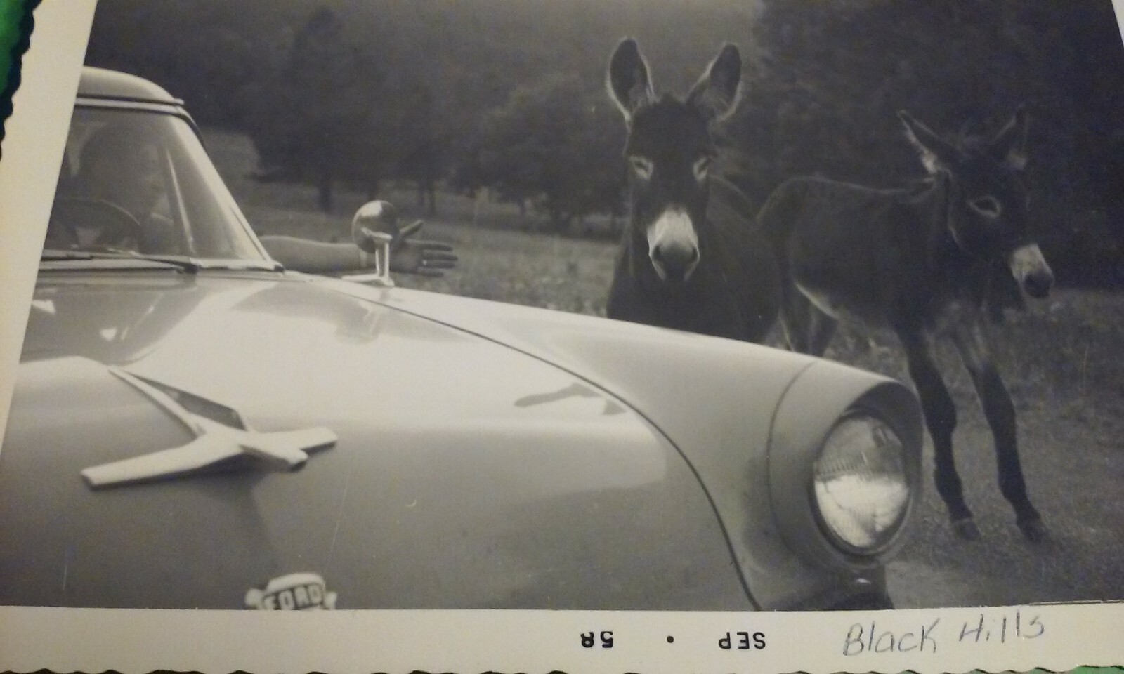 1958 Real Photo Black Hills Two Cute Wild Burros wandering Next to 50\'s Ford Car