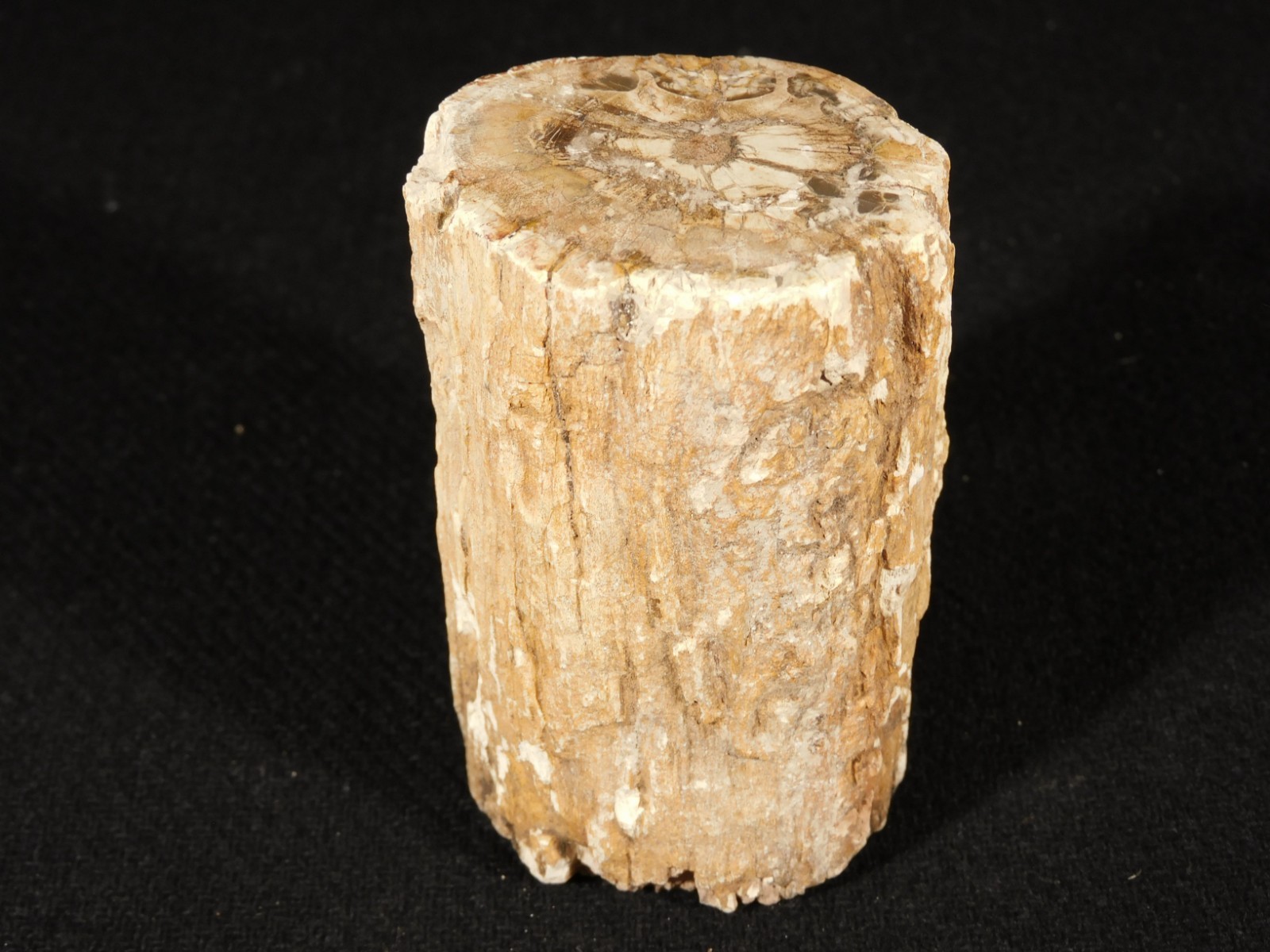 Nice BARK Polished Petrified WOOD ROLLER Fossil Madagascar 219gr