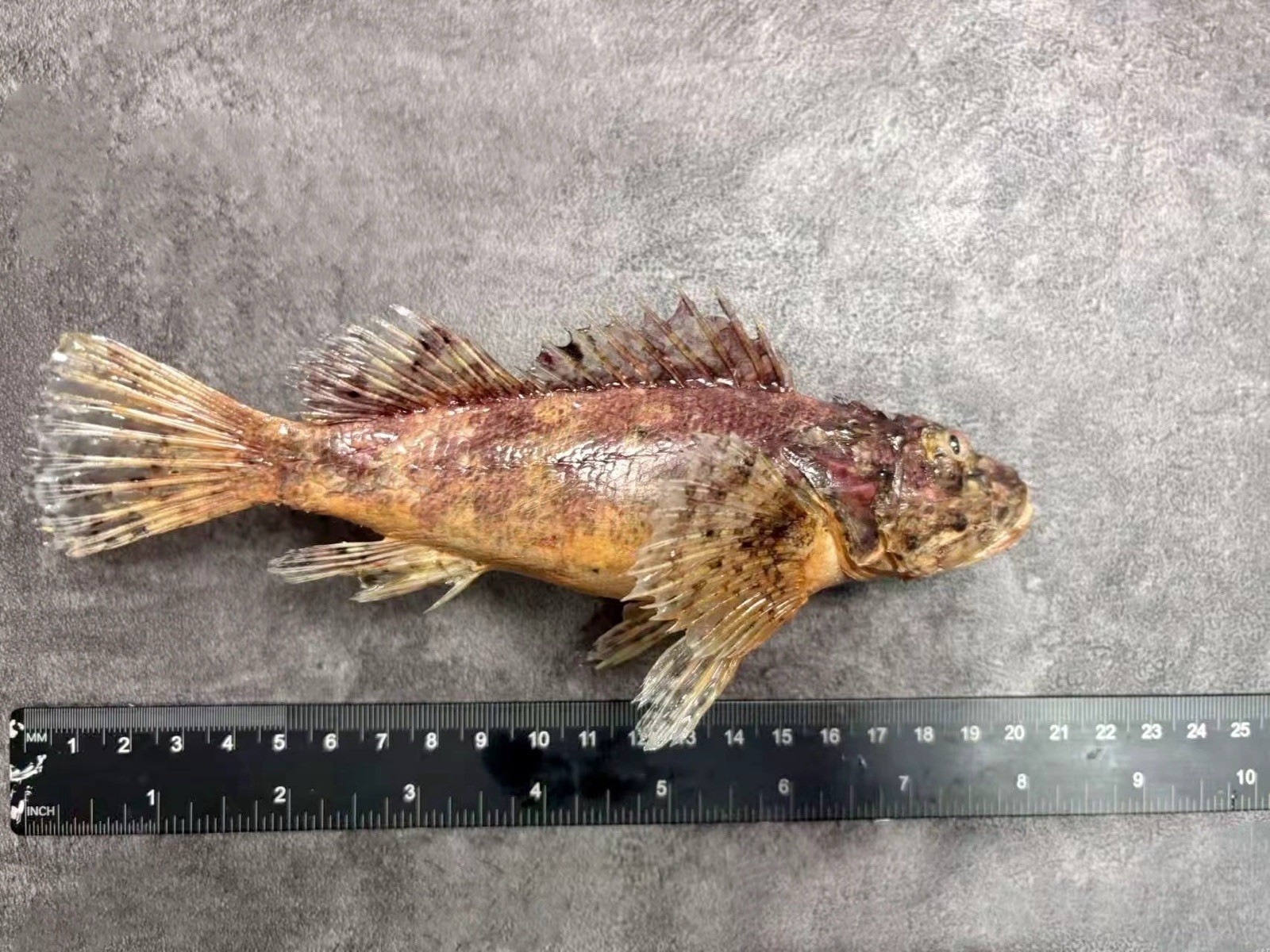 Raggy Scorpionfish Scorpaenopsis venosa Taxidermy Real Fish Skin Mount