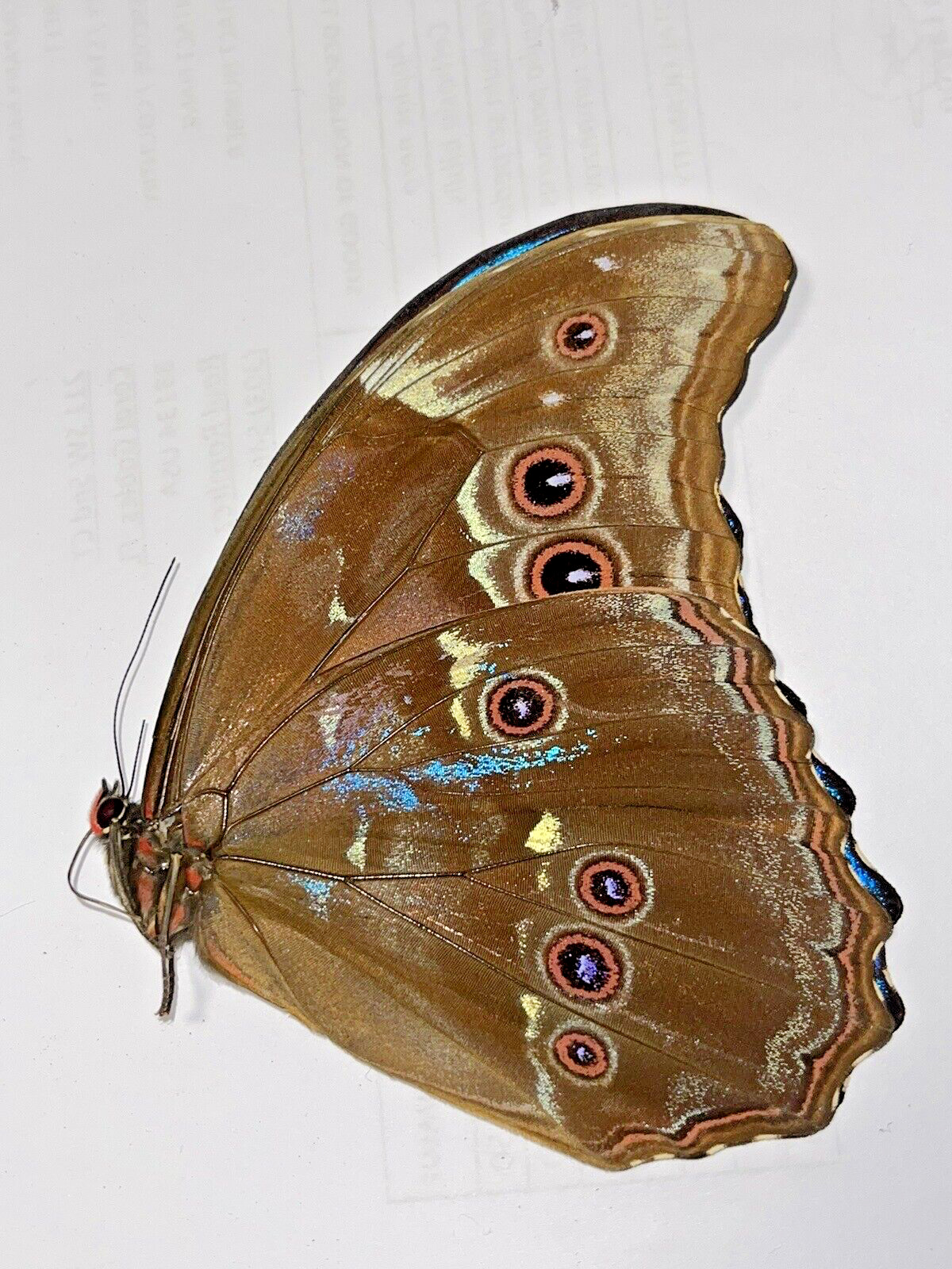 **ABERRATION** MORPHO DIDIUS WITH BLUE SPARKLES ON THE VERSO. UNMOUNTED .A1/A-.