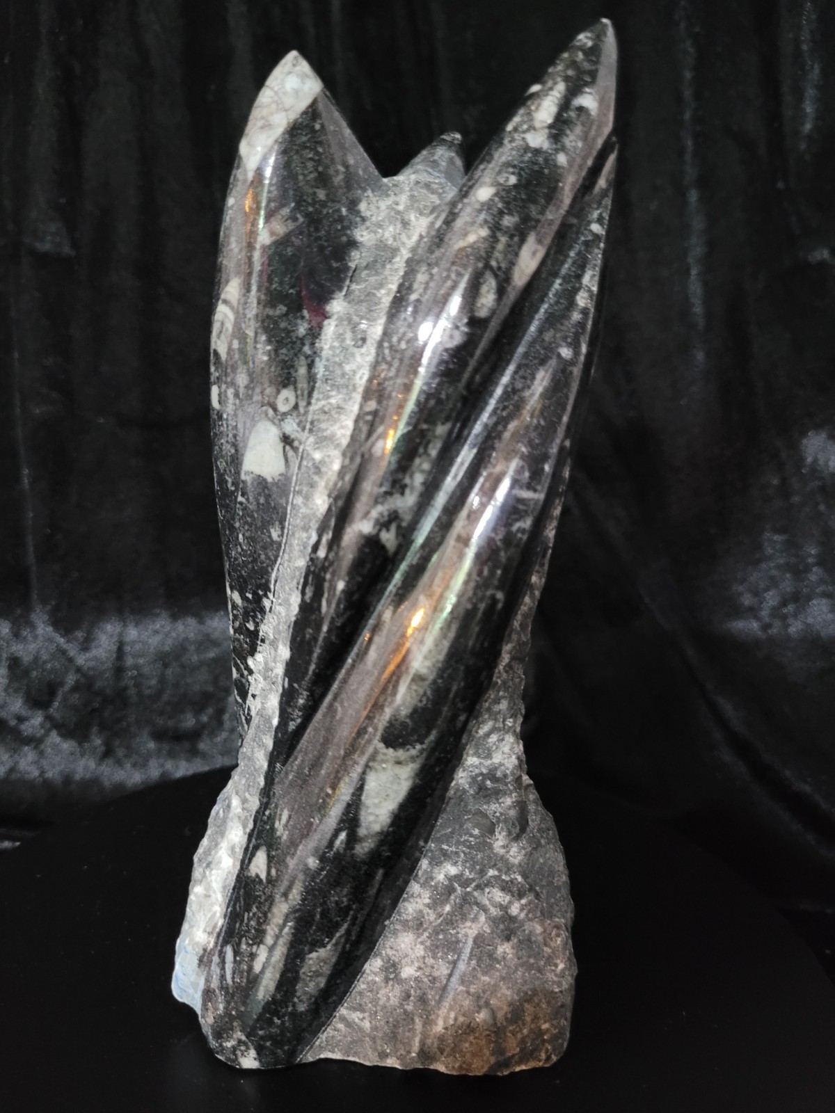 Beautiful decorative stone carving featuring polished Orthoceras Fossils 7.5\