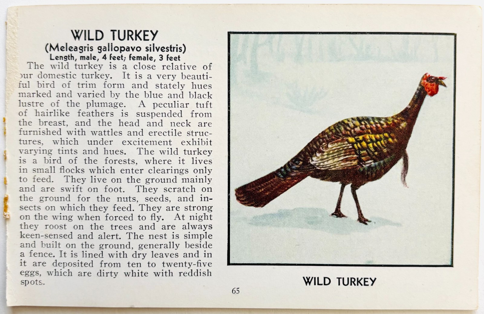 1931 Wild Turkey Bird Plate Print Moller Nature Red Book Birds Of America A7D